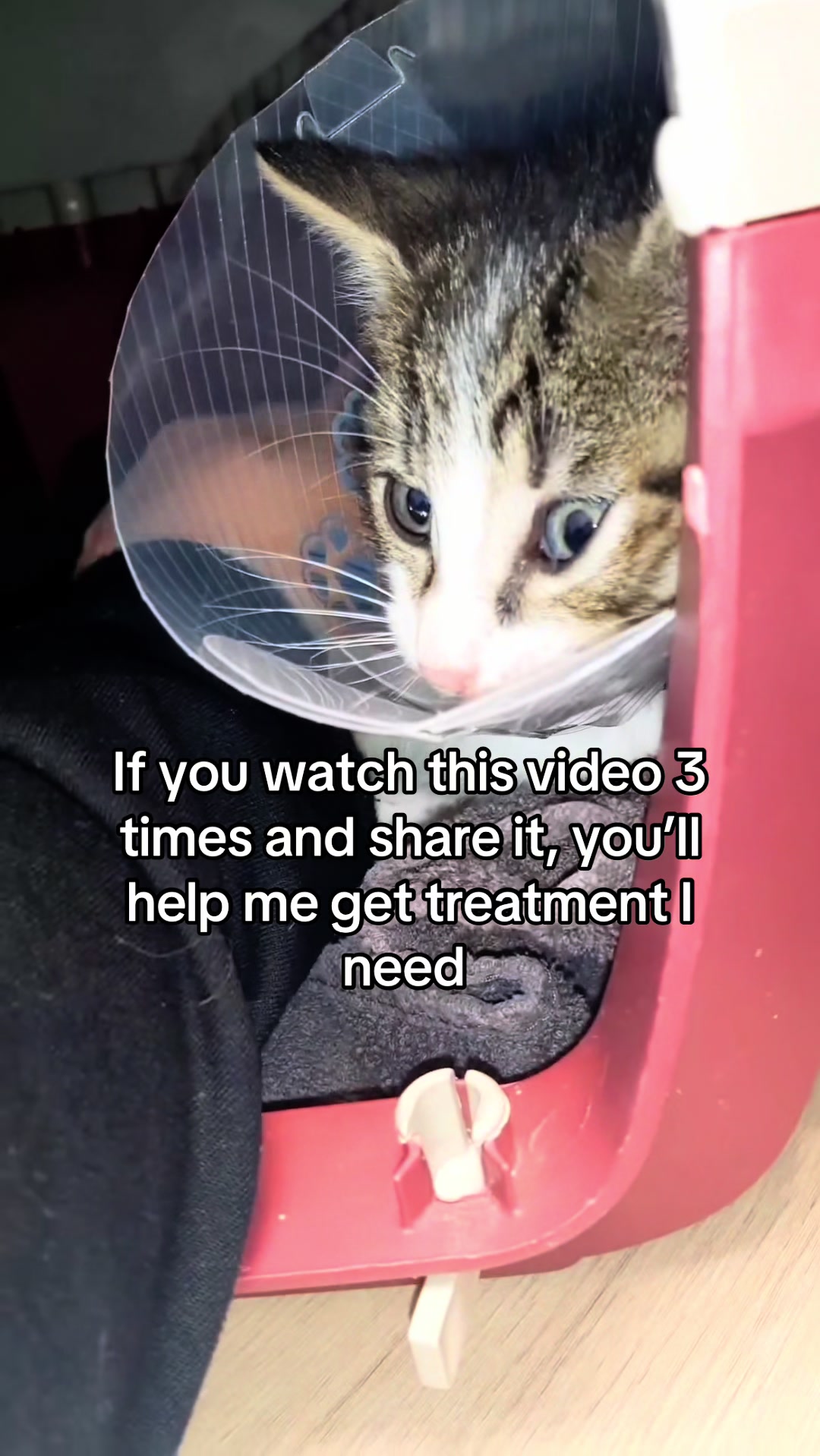 @aria_cats_rescue