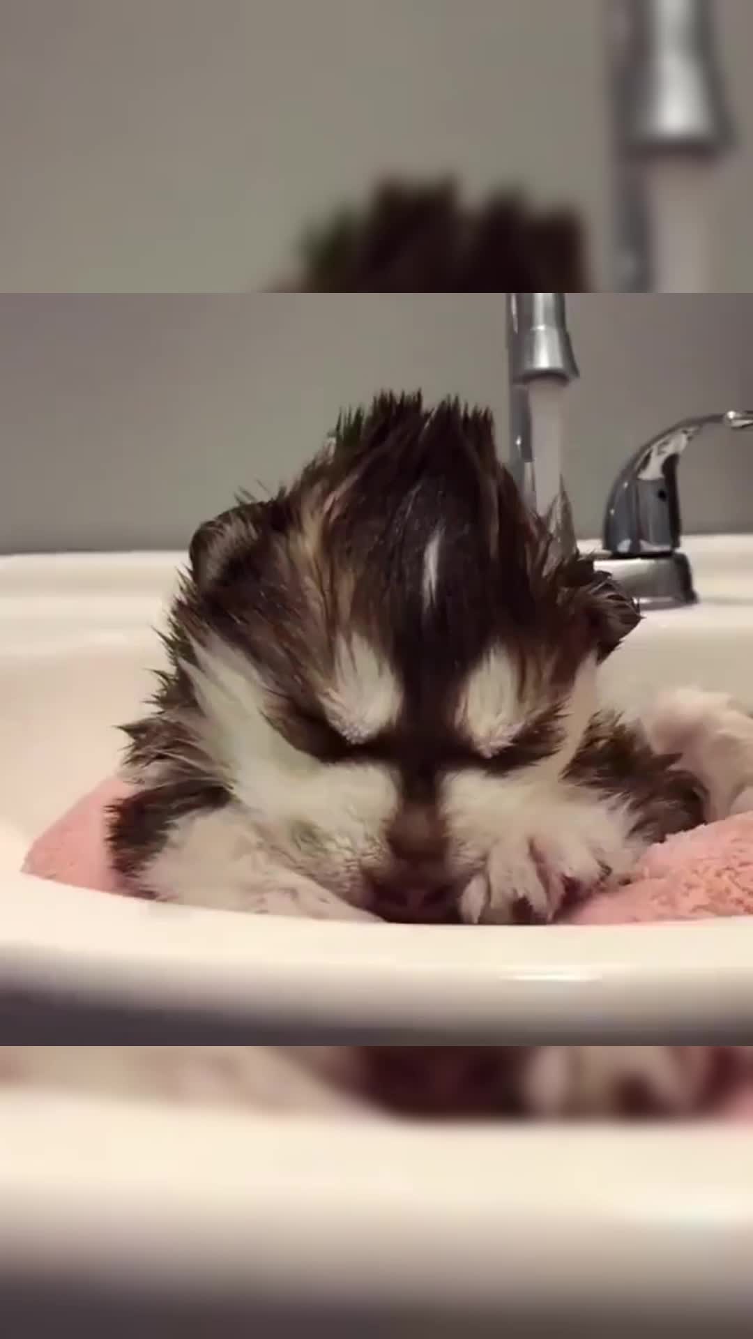 @cute dogs channel