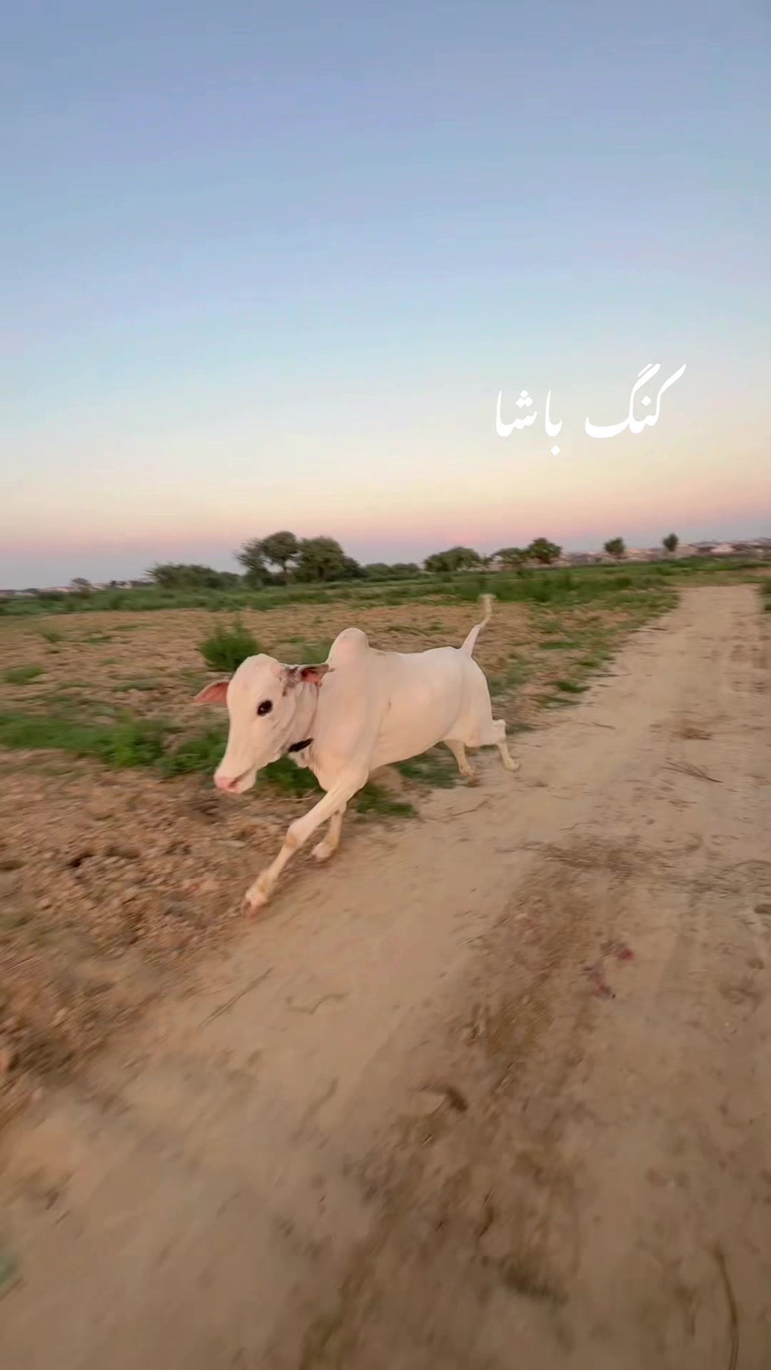 @Ali Raza