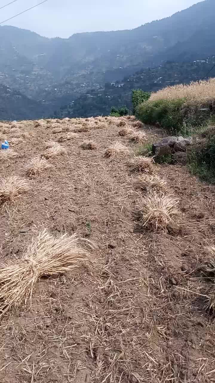 @Miya Saad