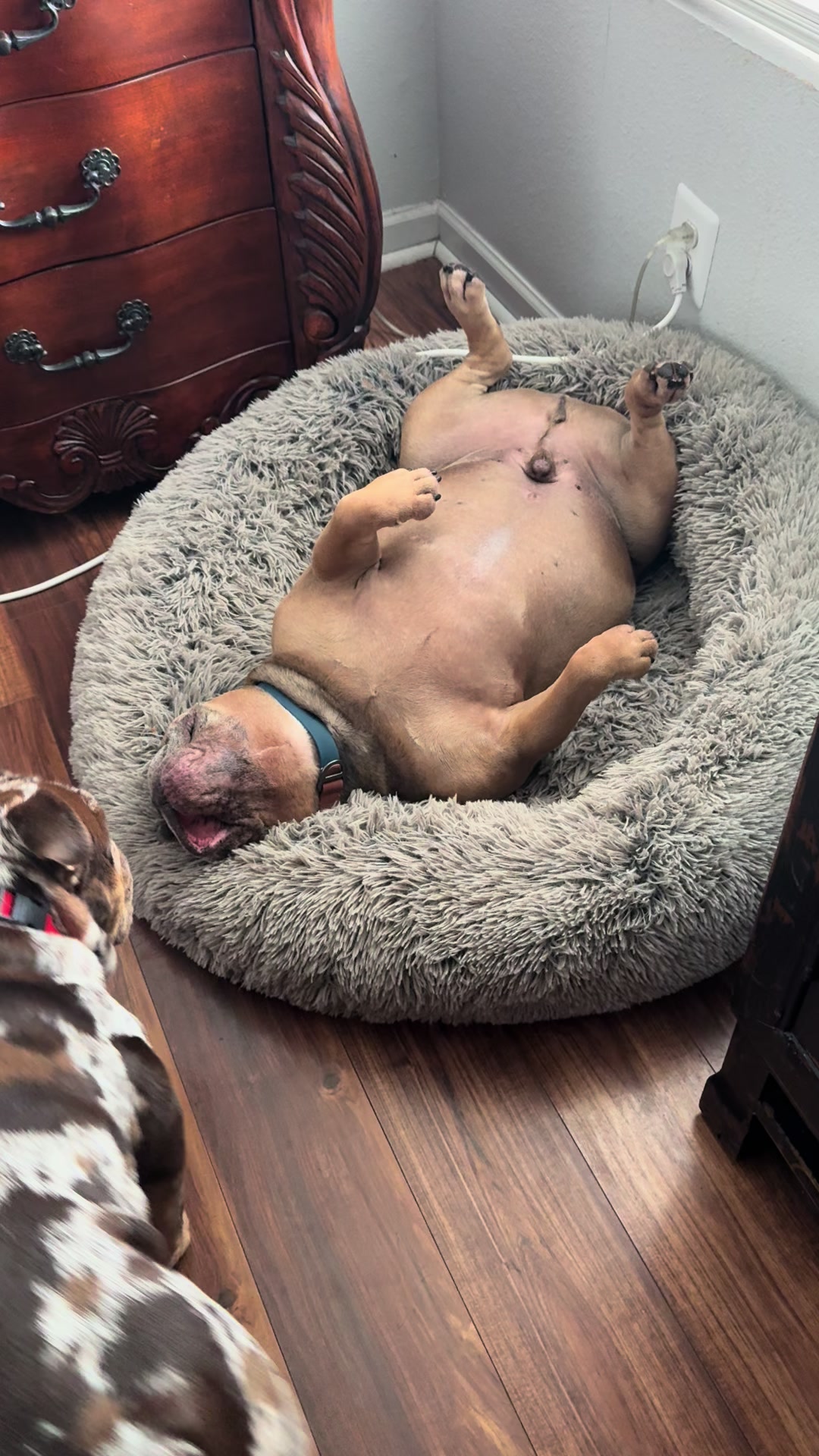 @barkleythabulldog