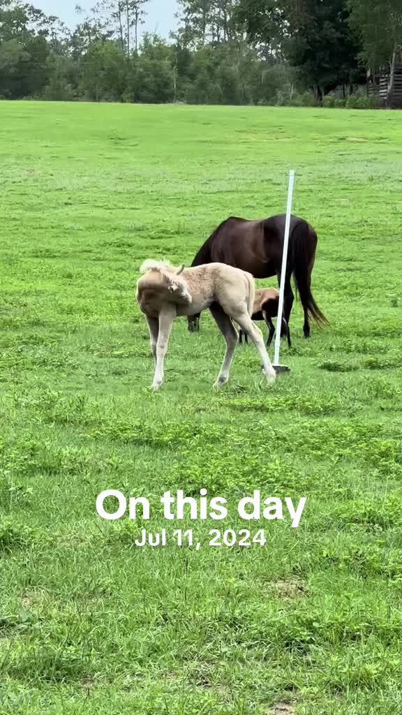 @jesswithallheranimals