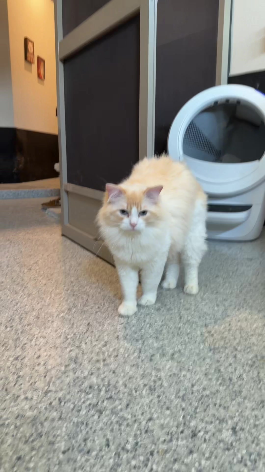 @Pearl&rsquo;s Ragdolls