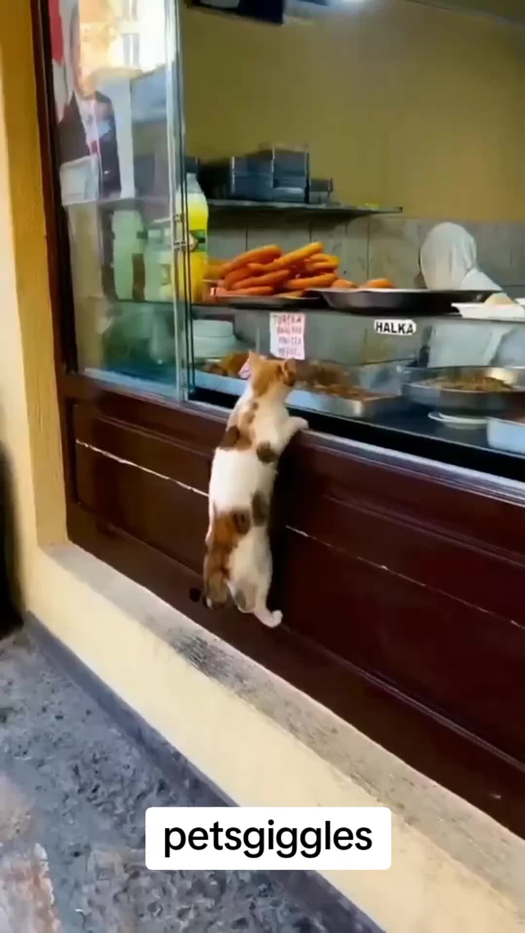 @Pets Giggles