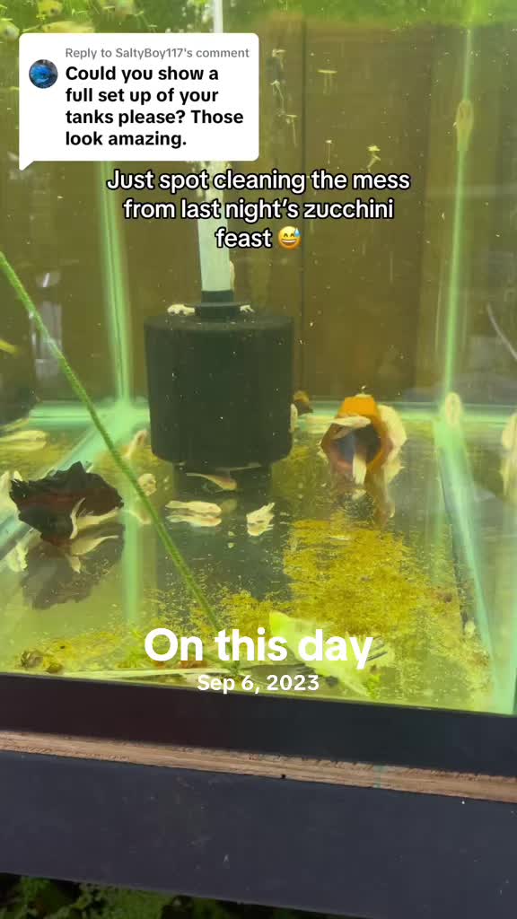 @MG Aquatics LLC