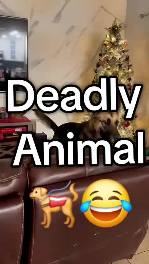 @Rie Animal