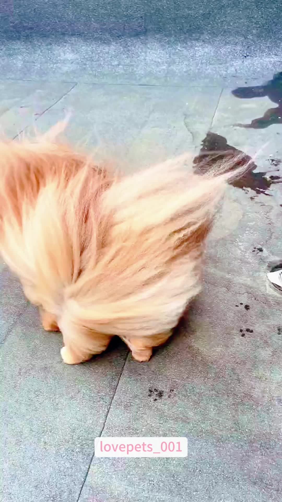 @lovepets_001