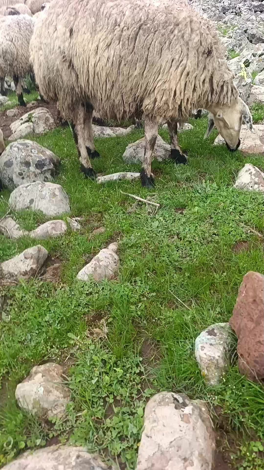 @Süleyman21 🐊🐊