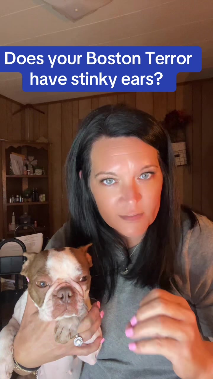 @SE Boston Terriers