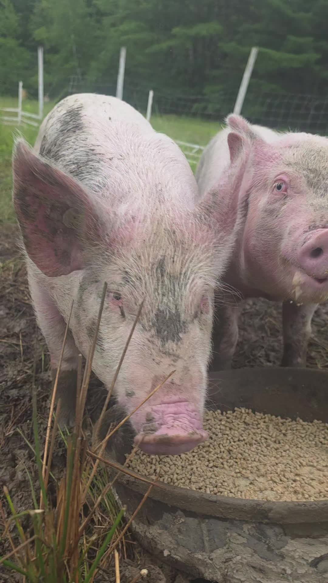@Grit&Grace:Farmyard.diaries
