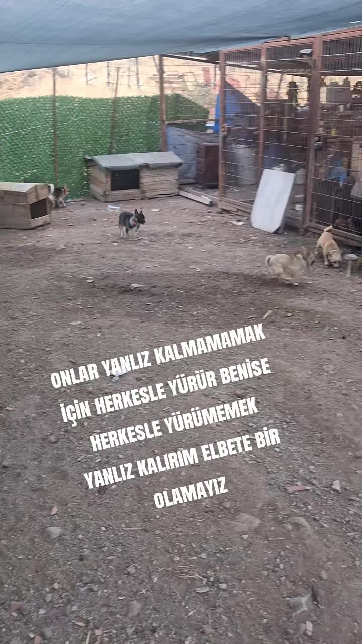 @Hacı Halil ÖZBEL