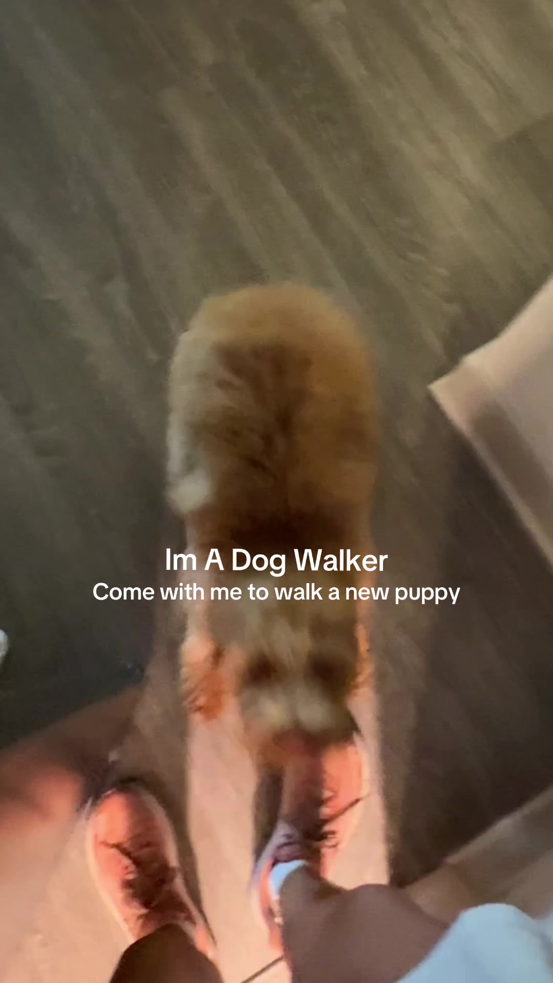 @dallasdogwalker