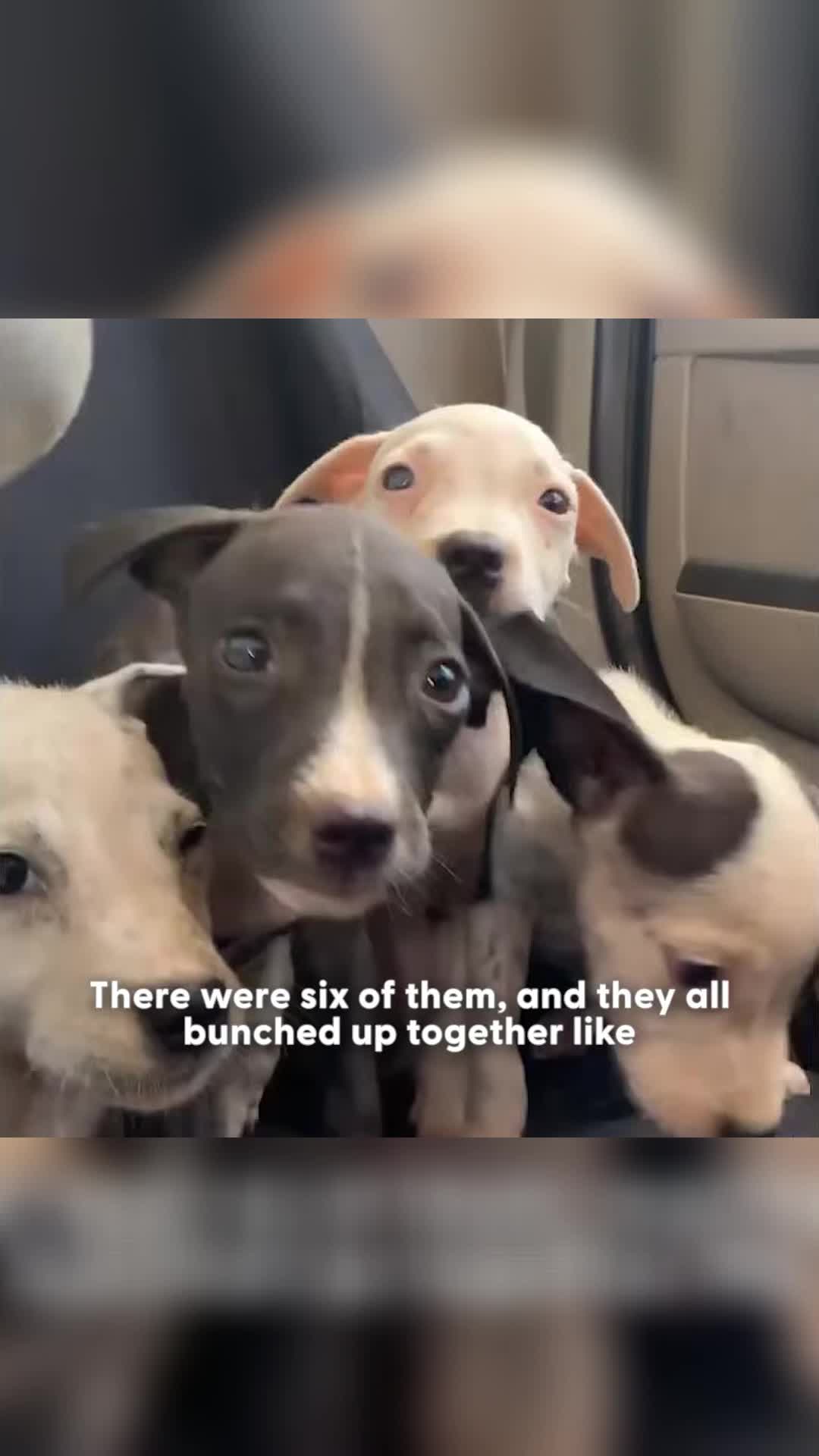 @Animals Stories