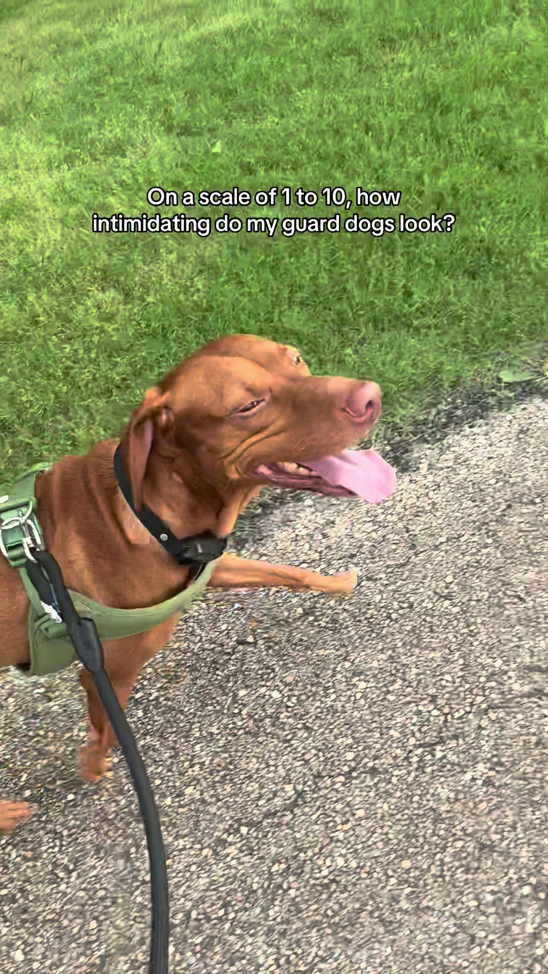 @Tycho the vizsla