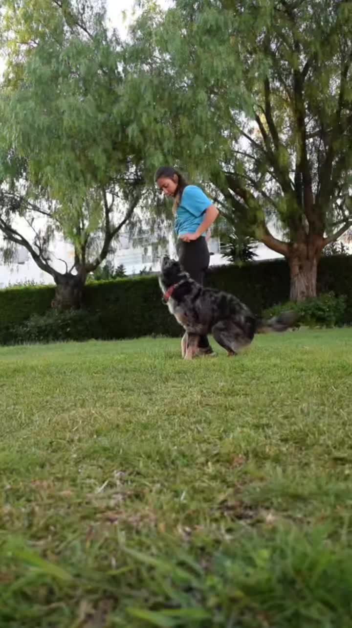 @superdogflor and company