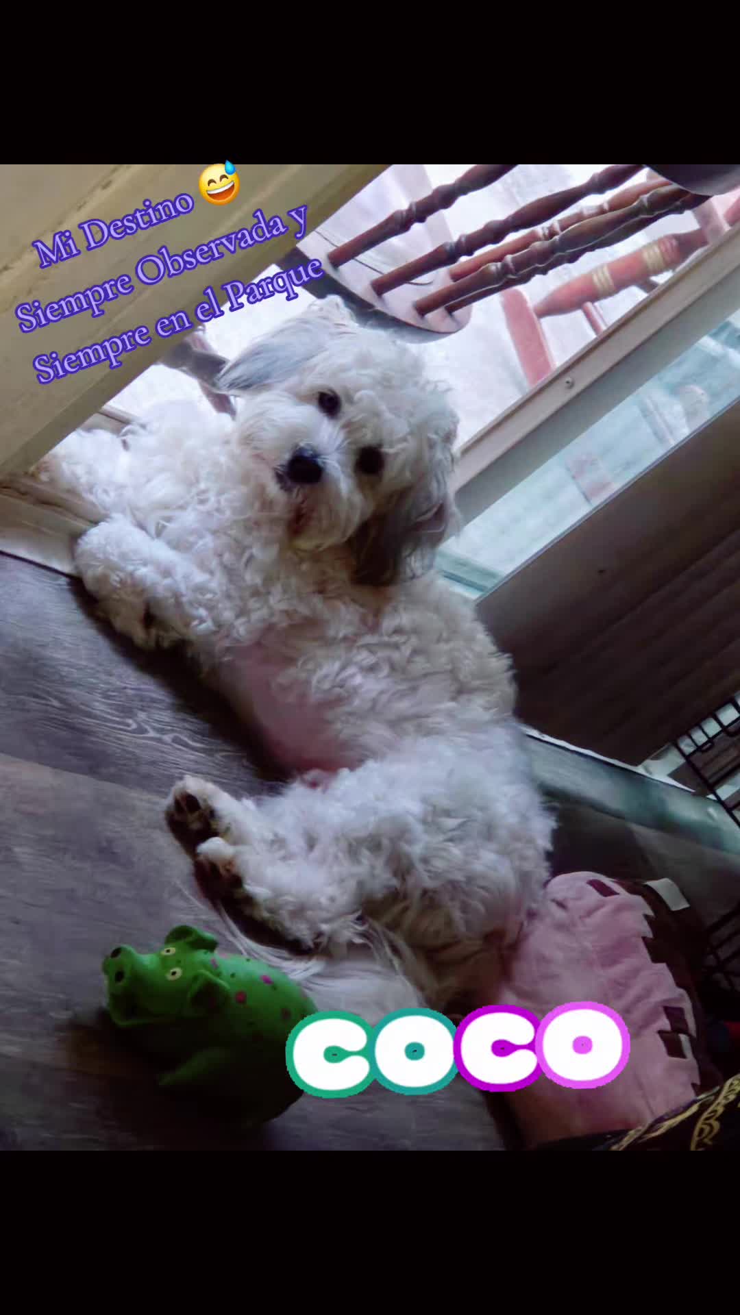 @Coco 💙🐶🐾