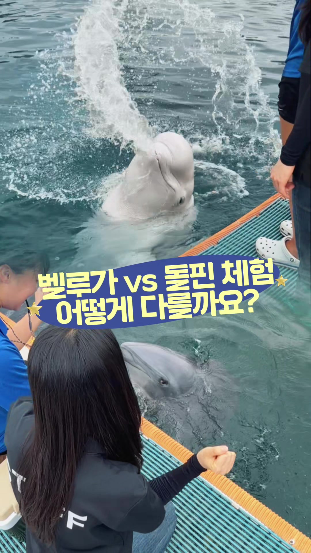 @DolphinTok