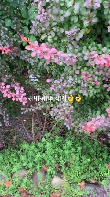 @userbaralpaudel