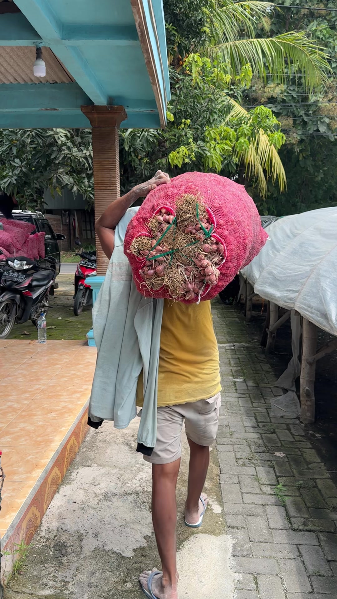 @Sinar Bawang