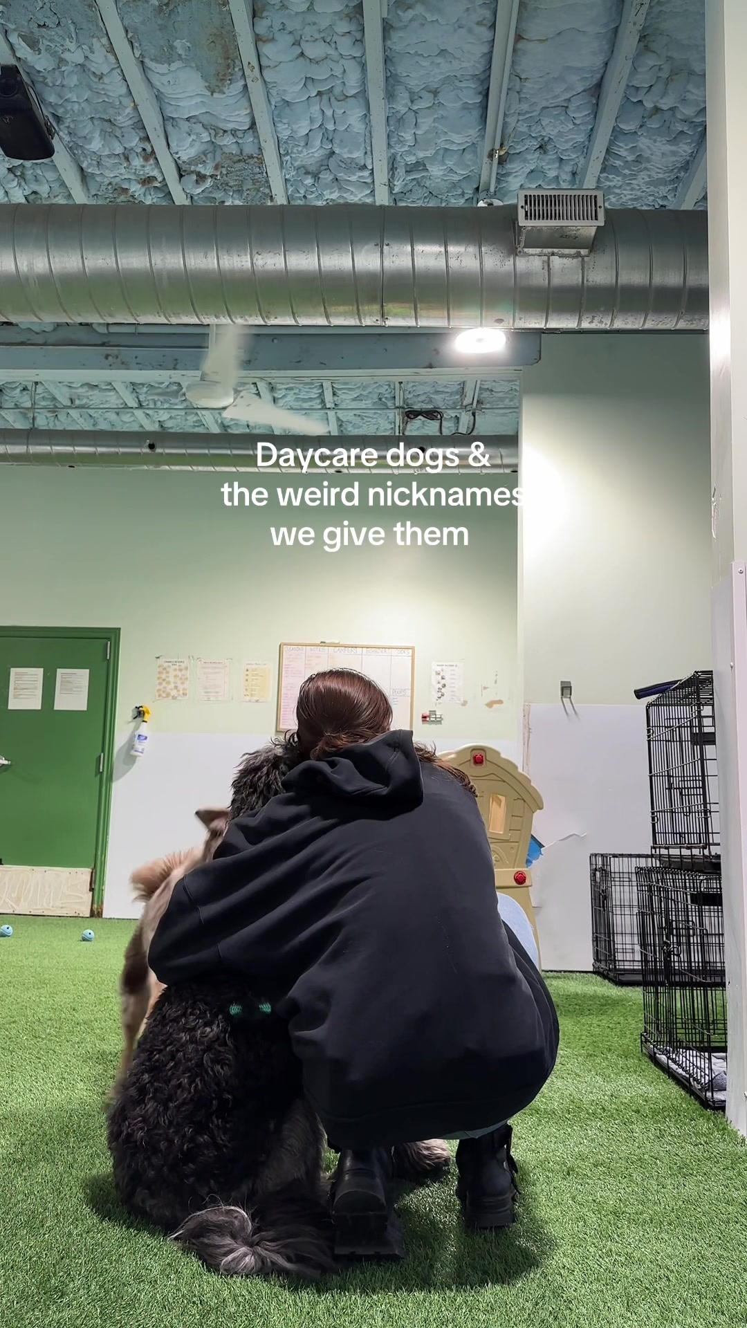 @Camp Canine Toronto