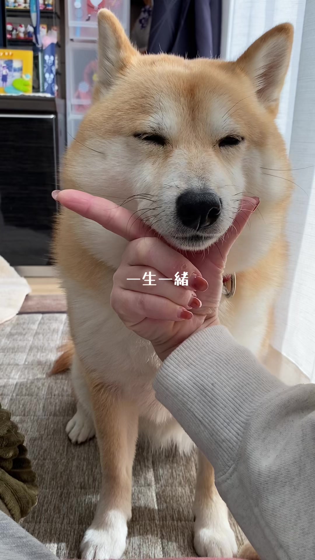 @こむぎといなり