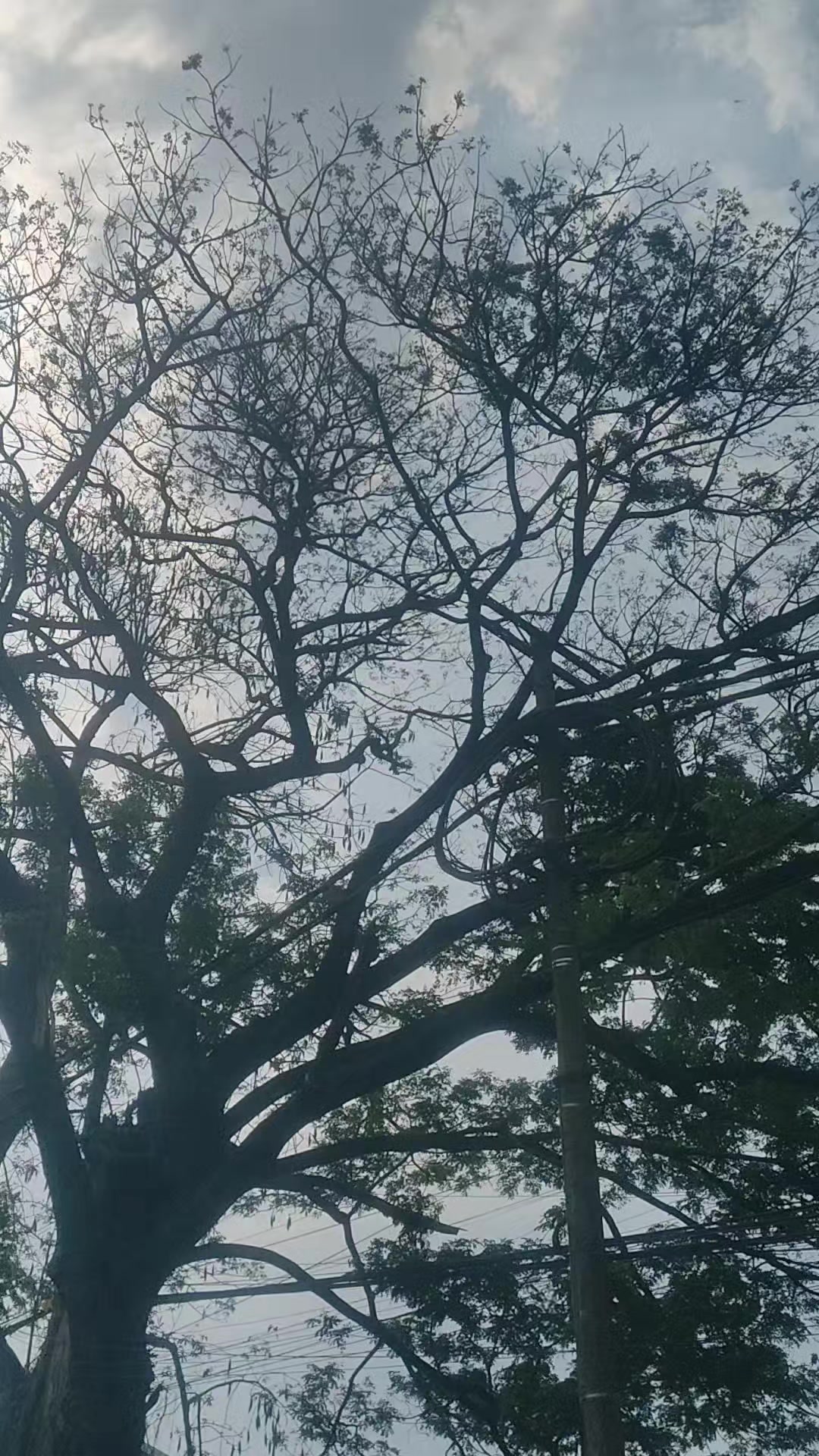 @tiga_putra_audiopasuruan