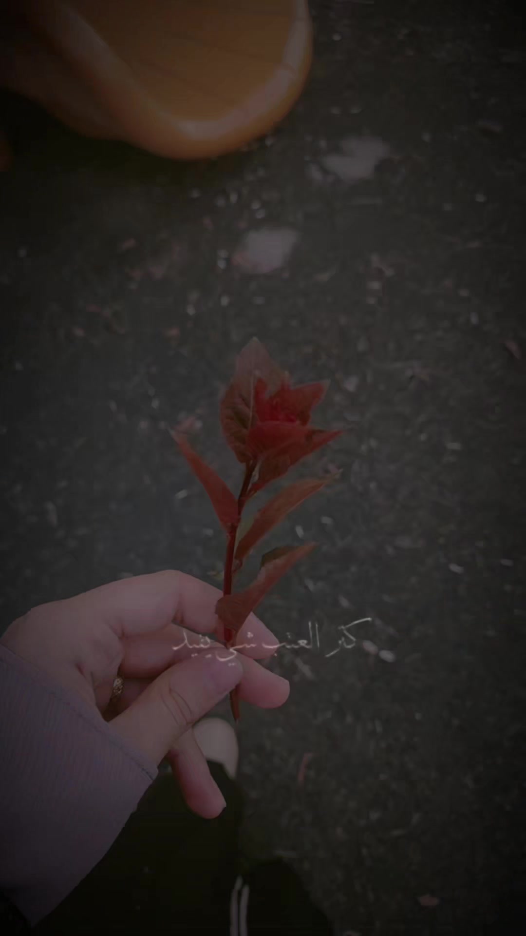@🎀 شــام ş𝒶𝓂 🎀.