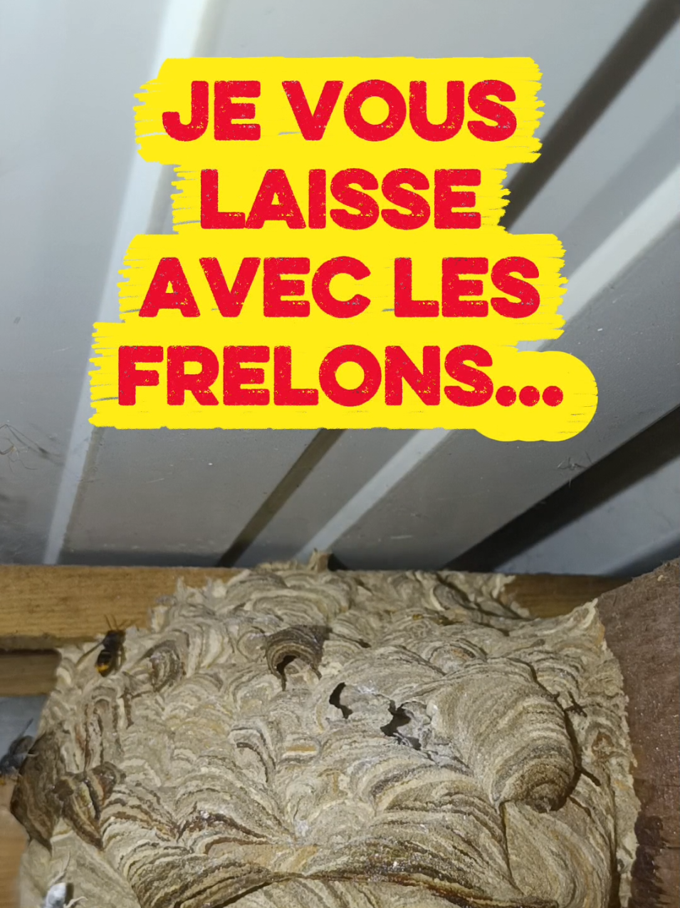 @Médoc Guêpes Frelons Services