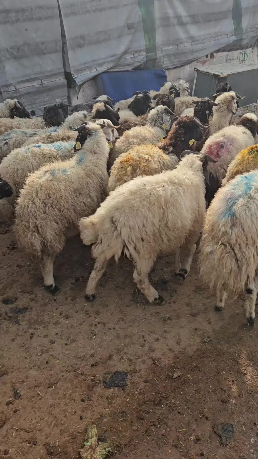 @Cebrail bekmezci