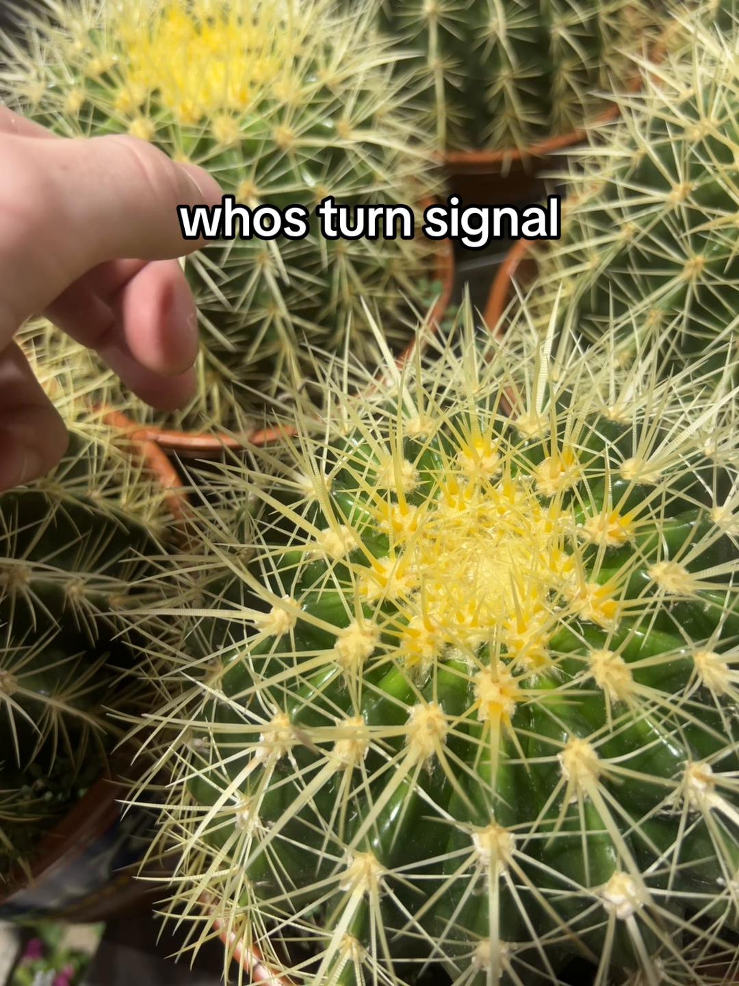 @Bear