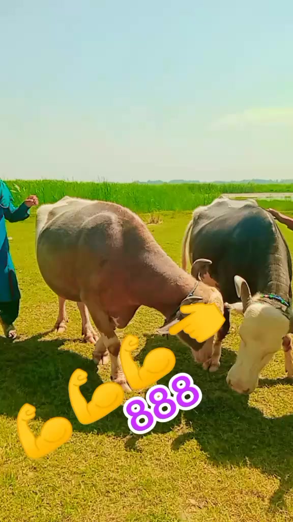 @Umarjan