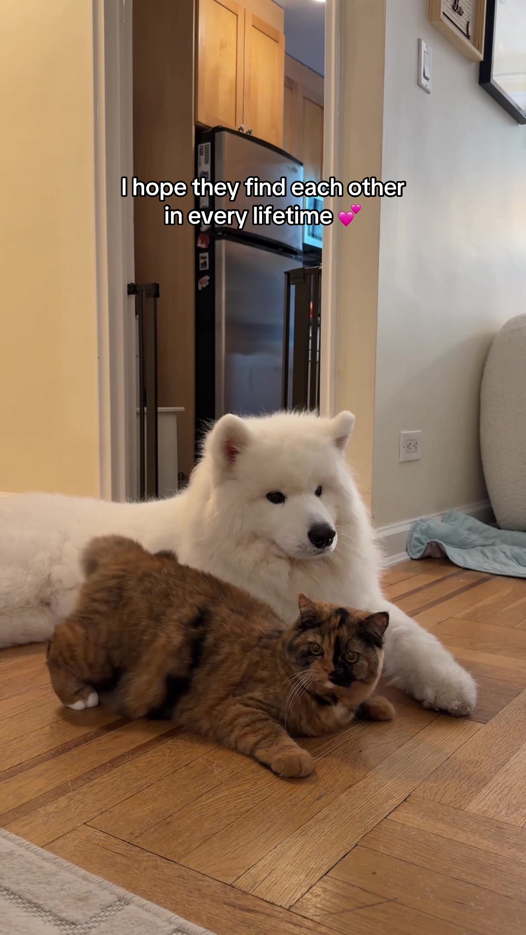 @littlebearlumi