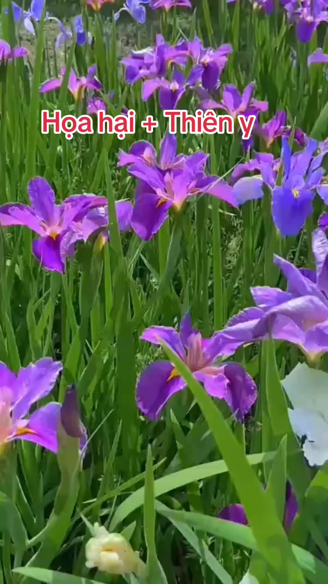 @Hoa Hướng Dương 6768