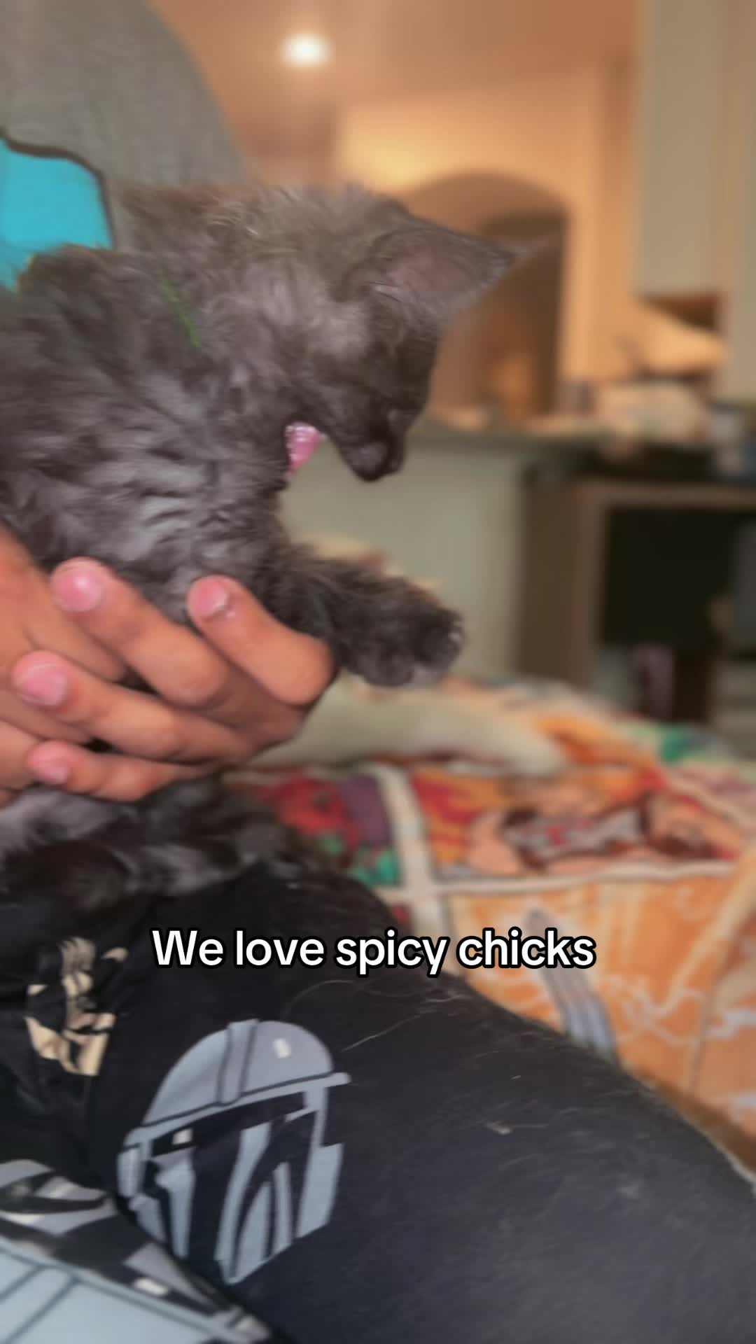 @Rosa&rsquo;s maine coon in Texas🧛