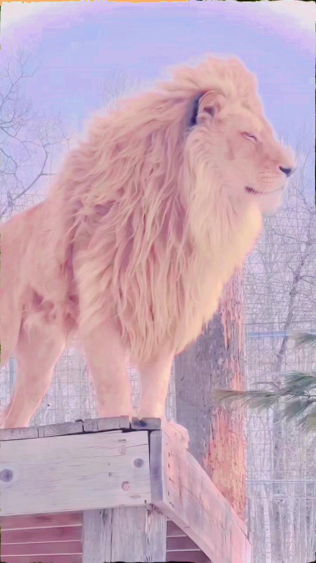 @ببر شیر