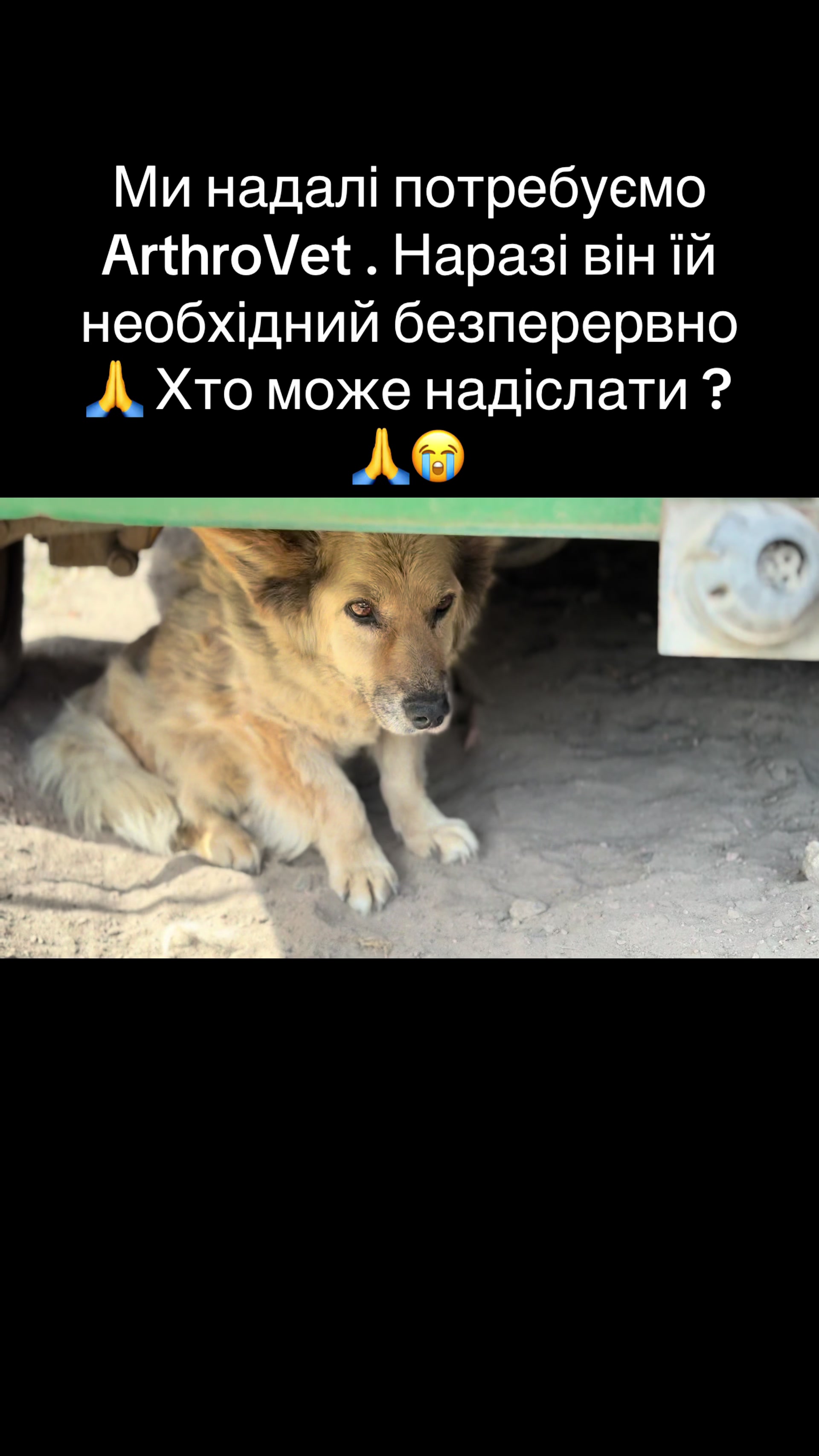 @tanya.help.animal