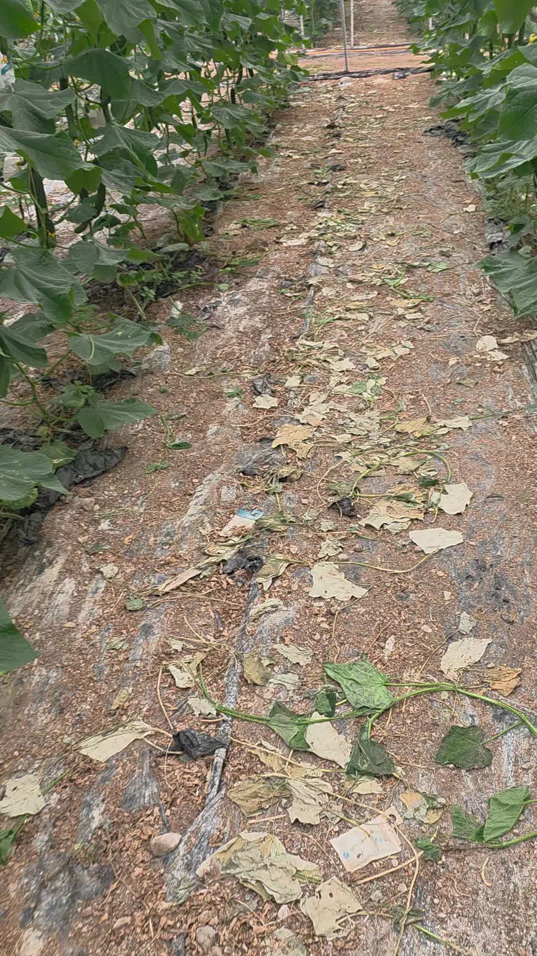 @El Extensionista del Agro