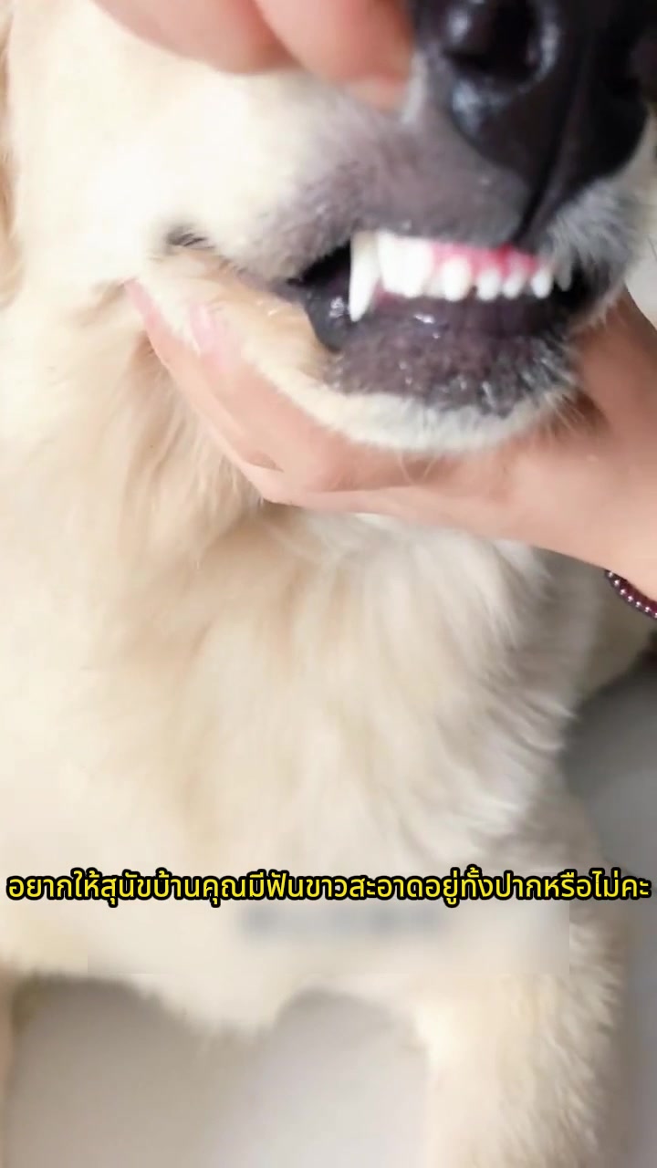 @เจียงเจียงคังคัง