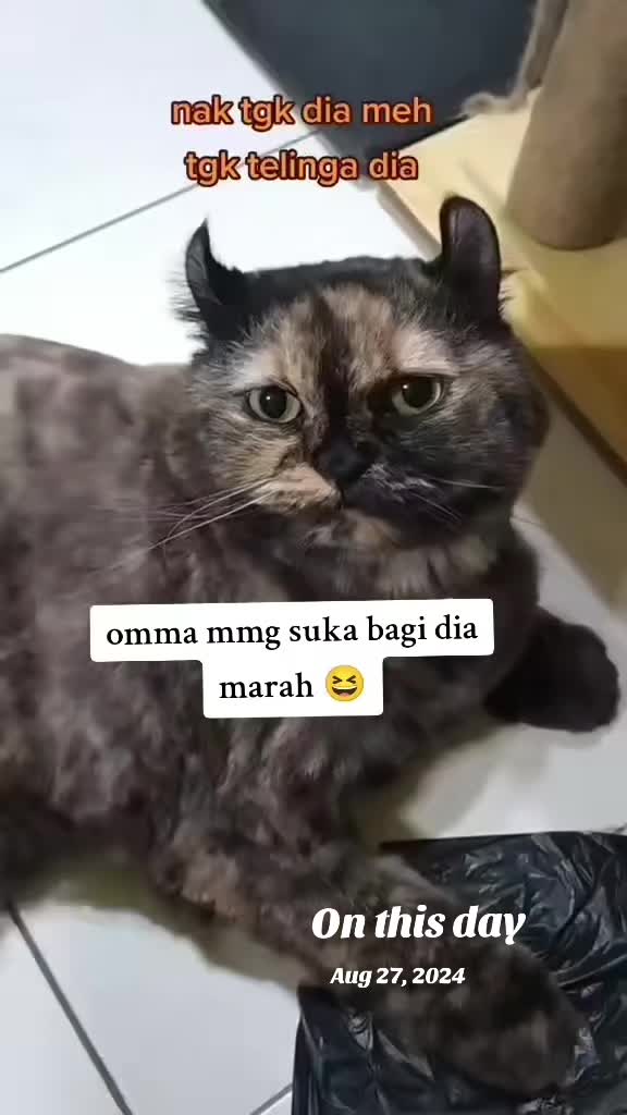 @Omma Kucing 🇲🇾🍉