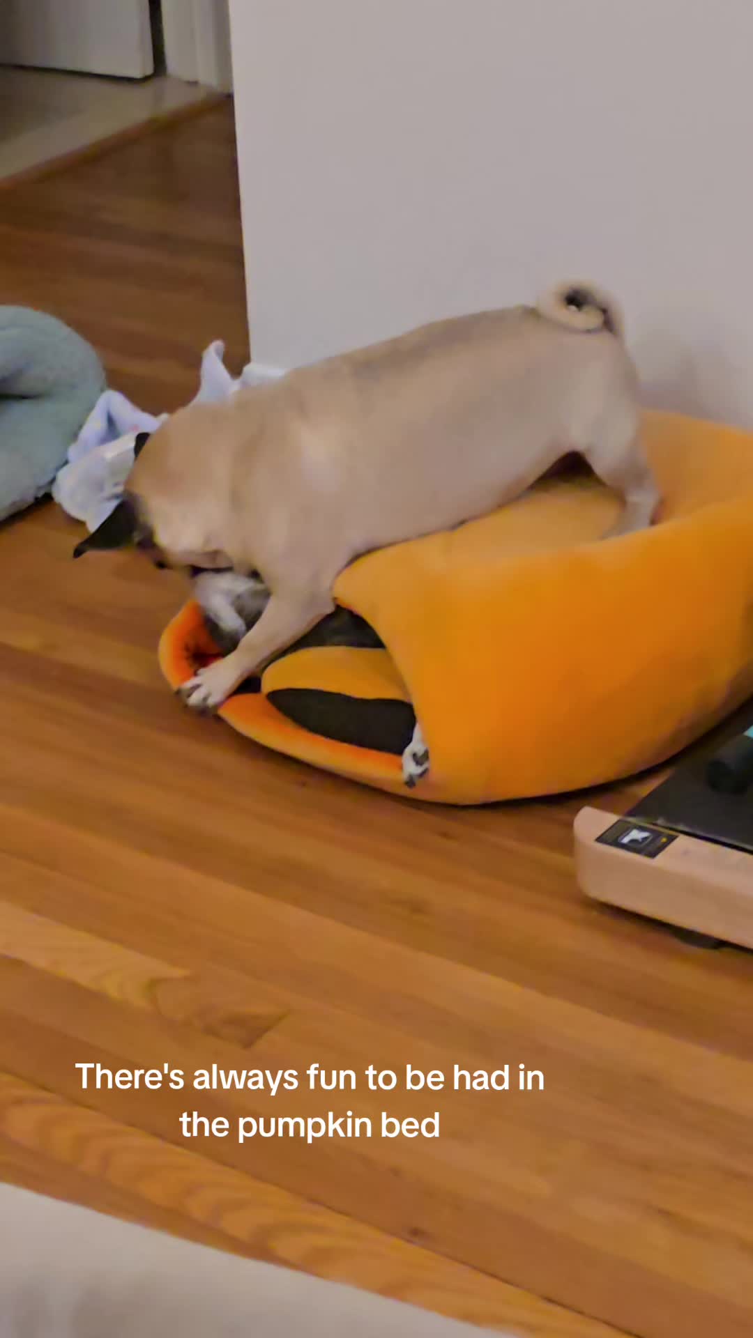 @Bah Humpug