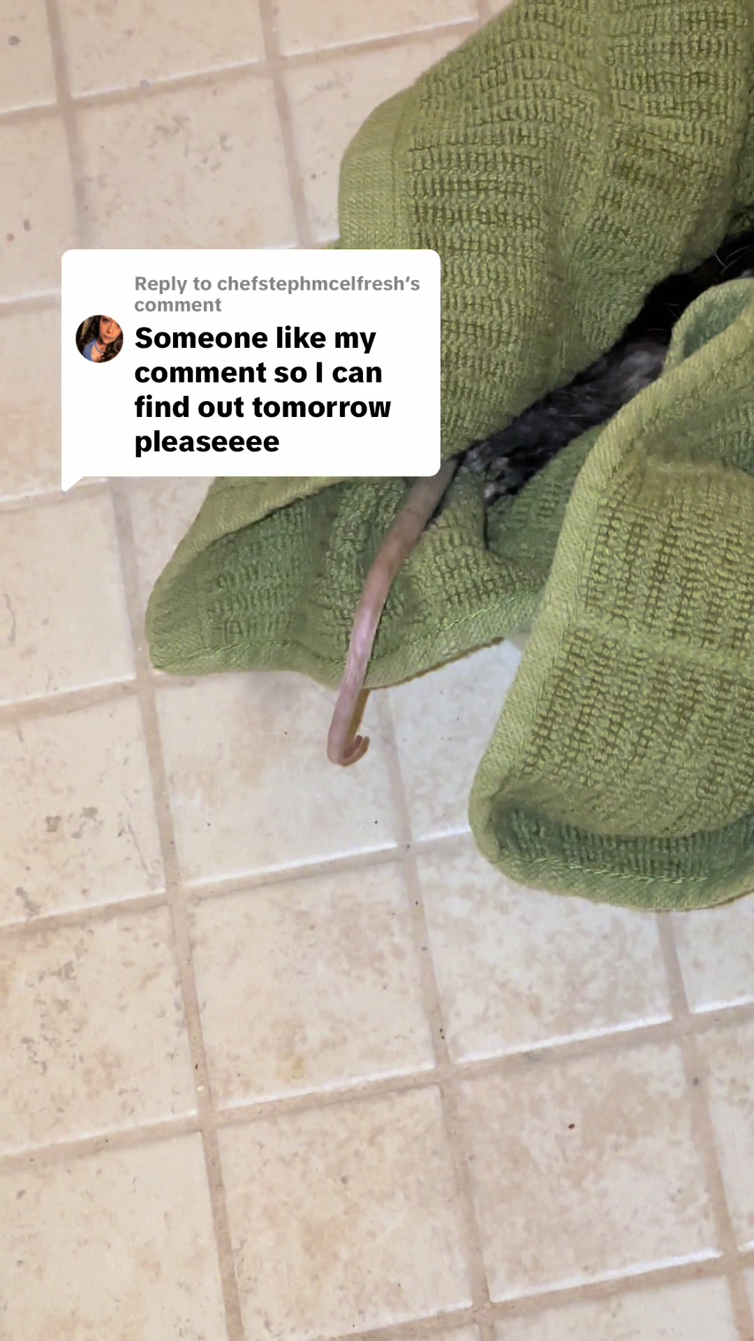 @Terra Jolé
