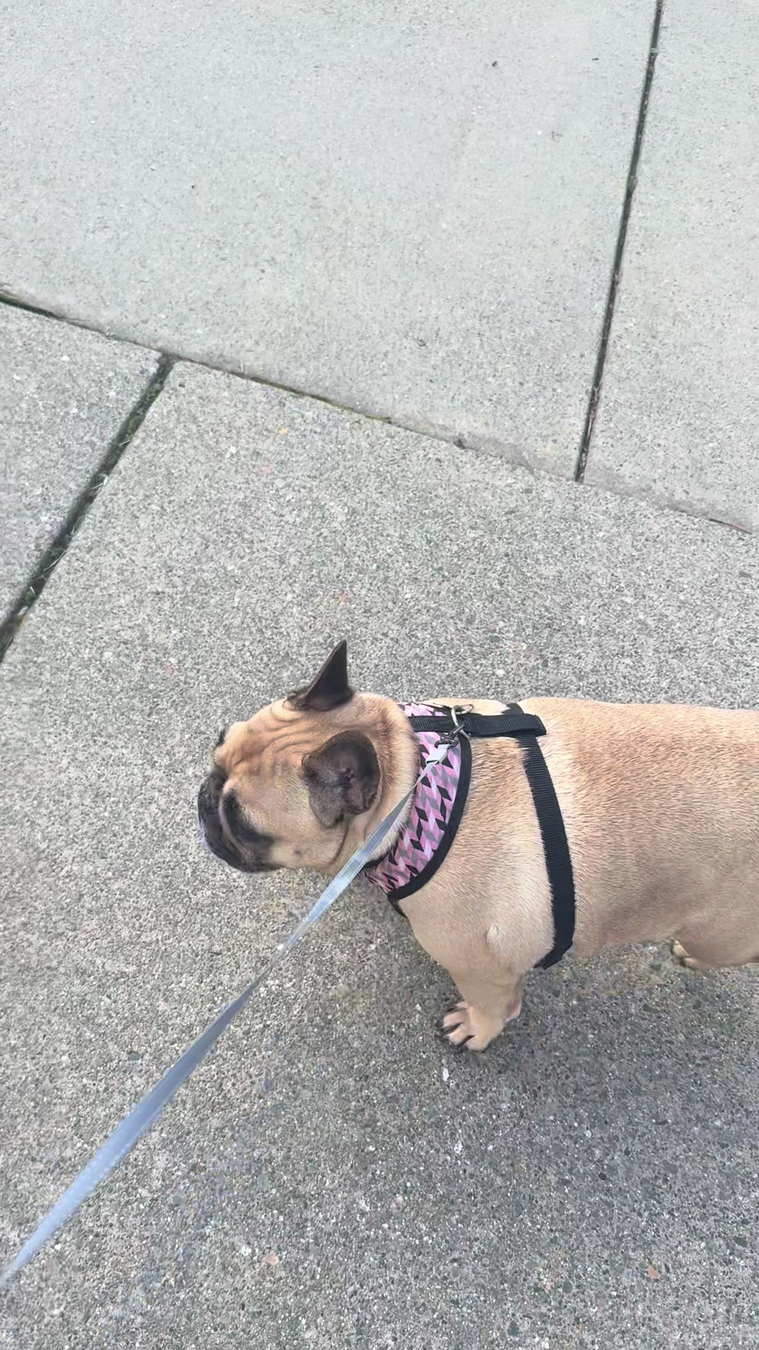 @Prada