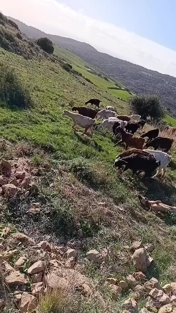 @Ala Riahi