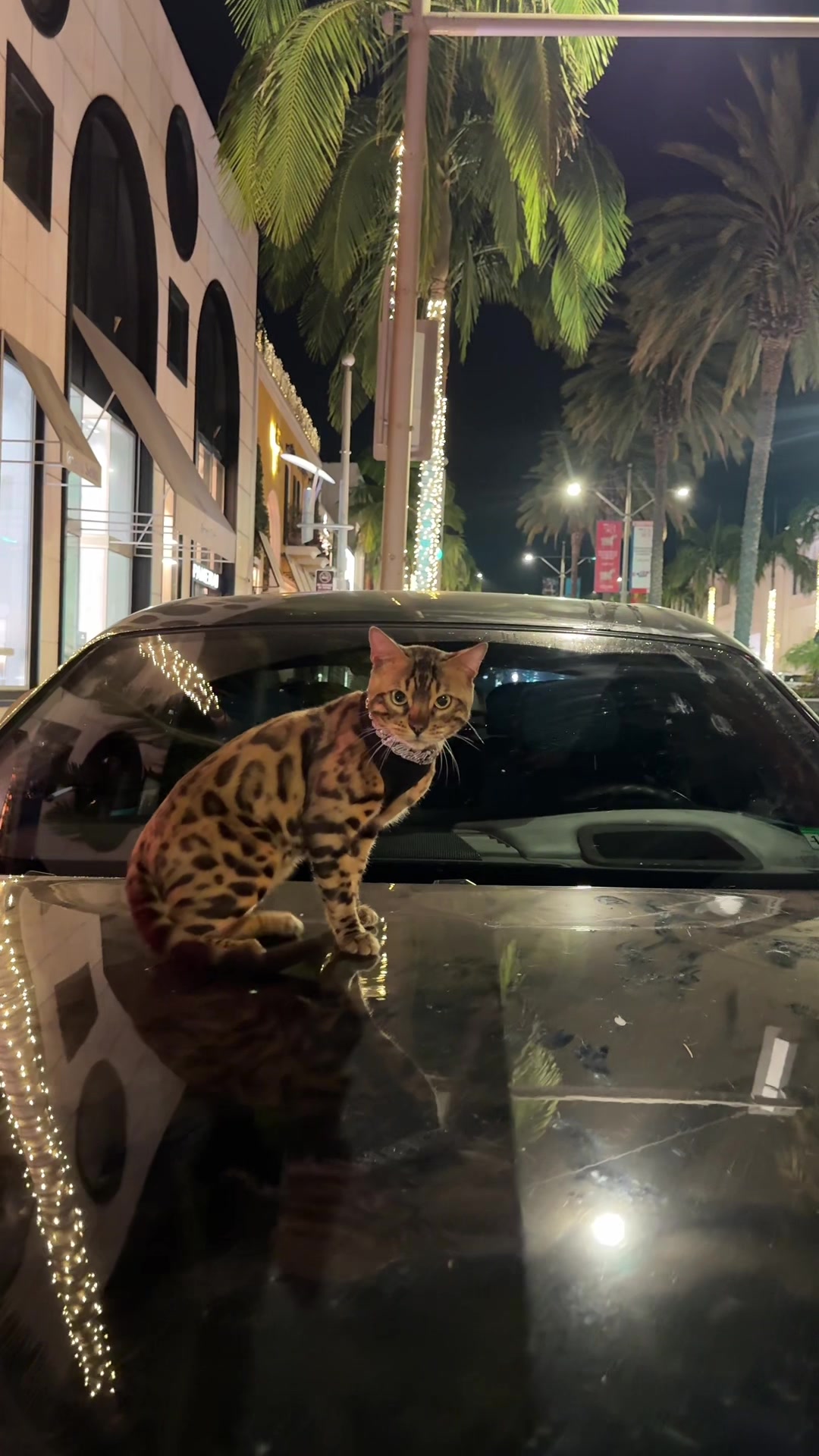 @Bengal Cats