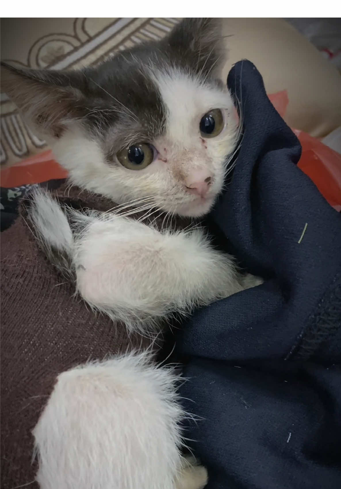 @mèo tên là Mèo