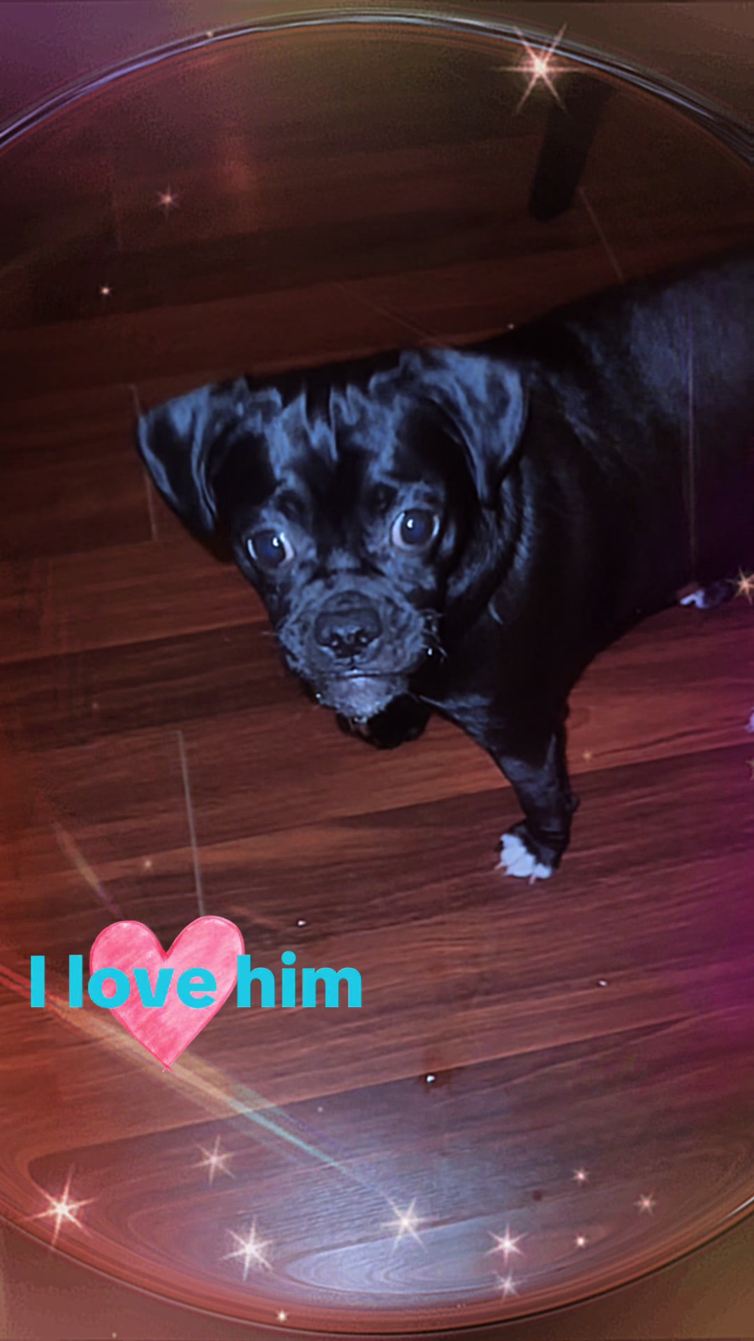 @bostonterrier7