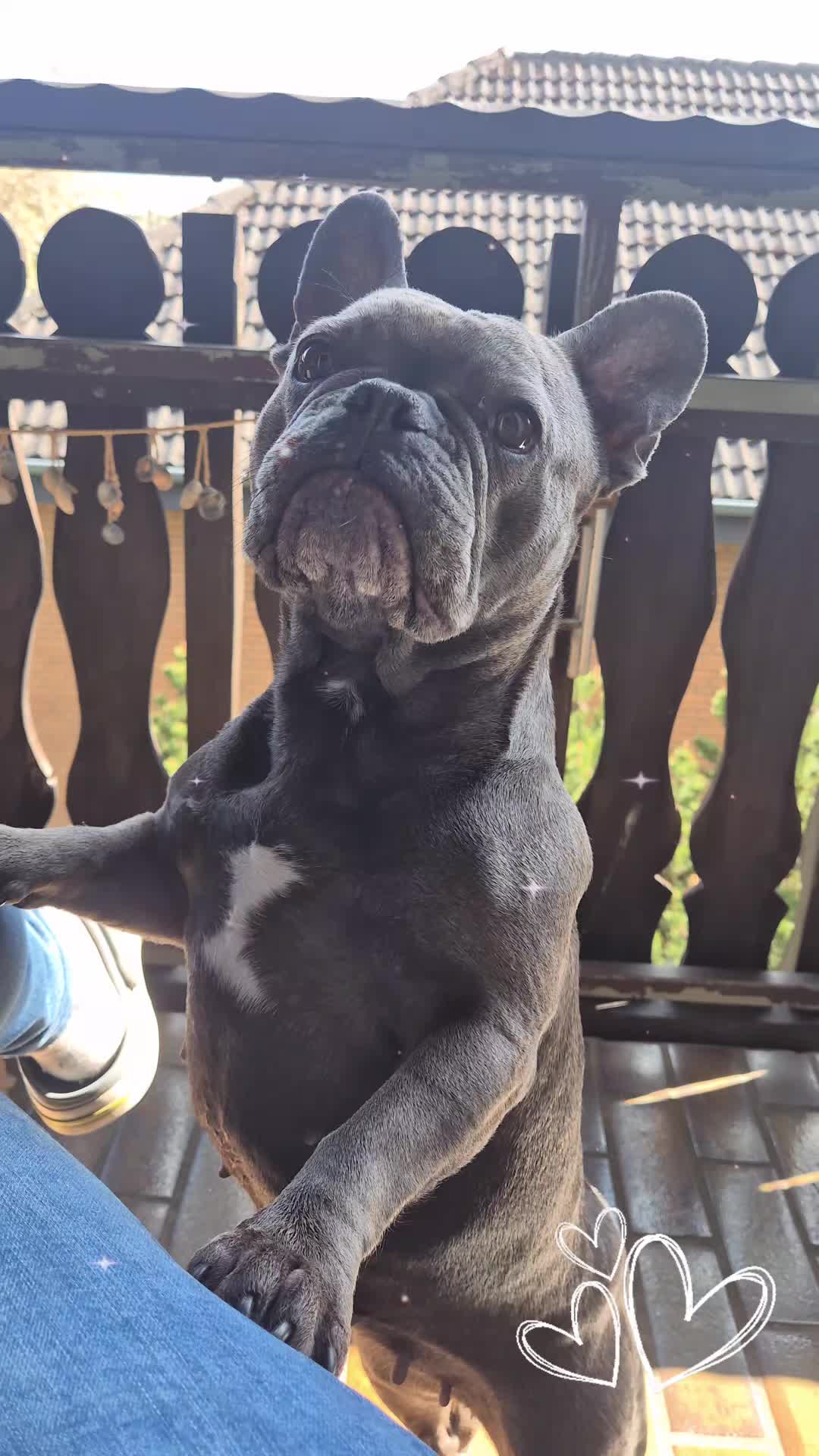 @FrenchieFrieda