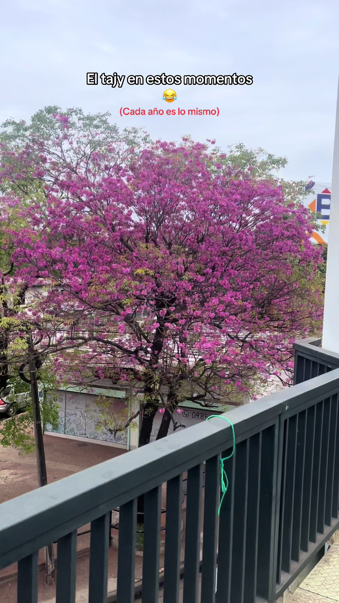 @C 🌸