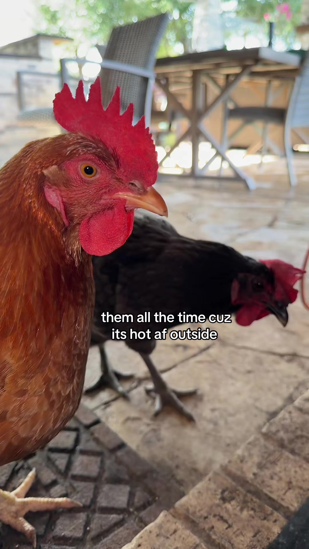 @Arlo🐺