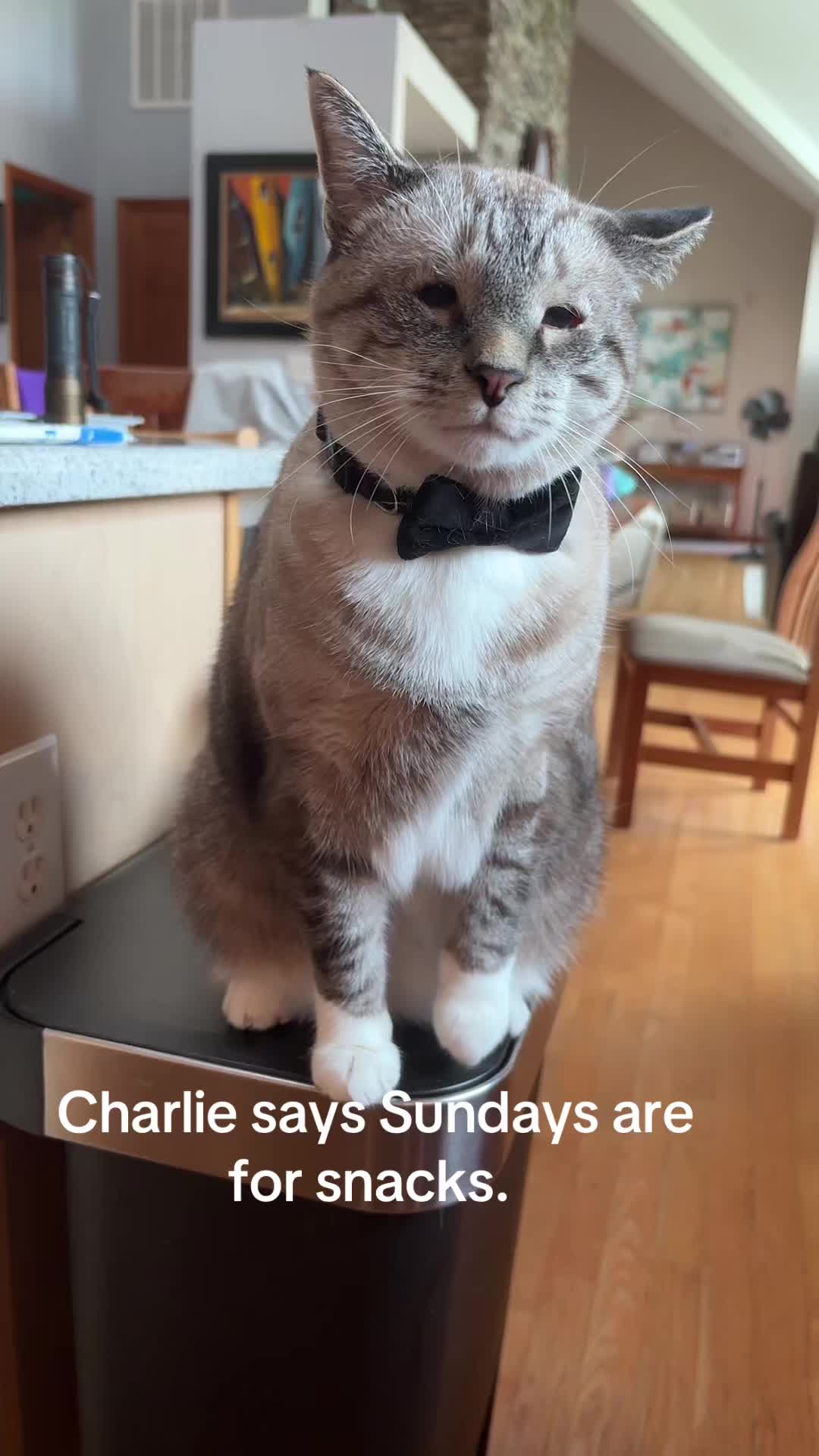 @bellkittiesmom